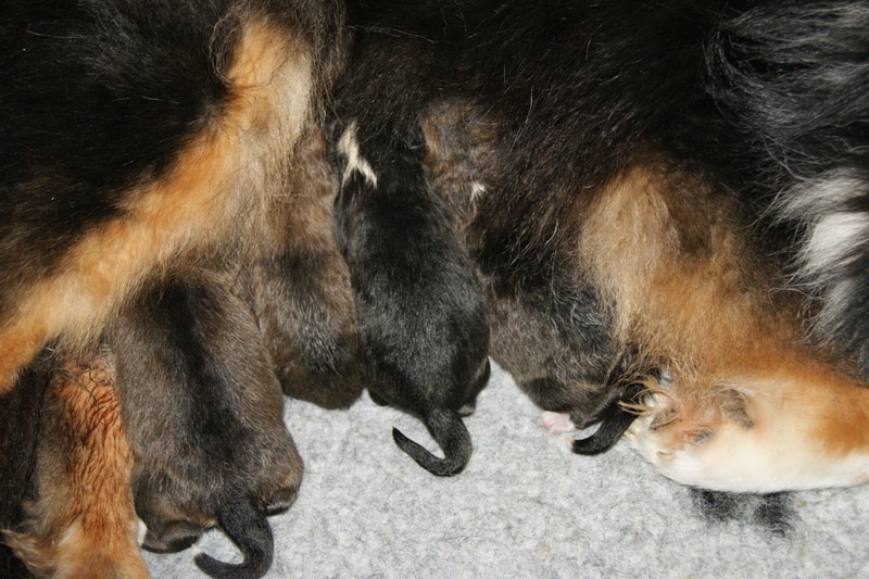 Des Plaines de Gaïa - Shetland Sheepdog - Portée née le 06/02/2014