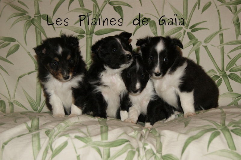 Des Plaines de Gaïa - Shetland Sheepdog - Portée née le 14/01/2013