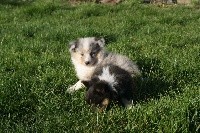 Des Plaines de Gaïa - Shetland Sheepdog - Portée née le 24/12/2019