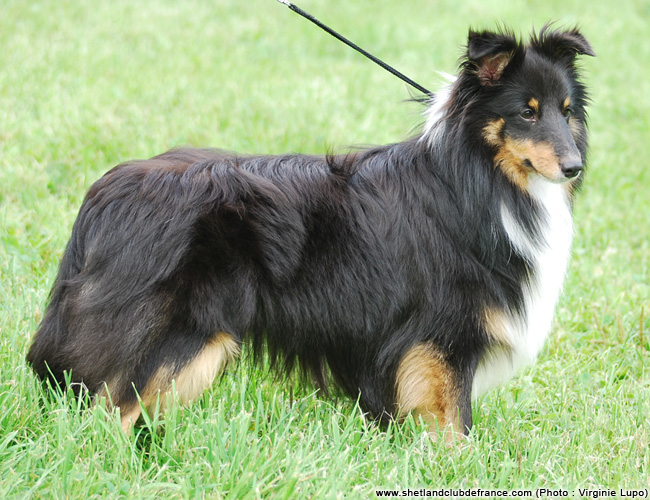 Folken noir Des Plaines de Gaïa