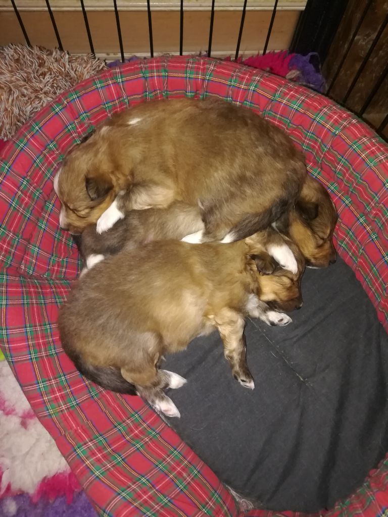 Des Plaines de Gaïa - Shetland Sheepdog - Portée née le 23/02/2019