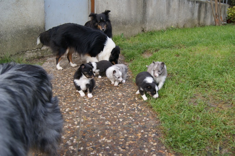 Des Plaines de Gaïa - Shetland Sheepdog - Portée née le 07/11/2011