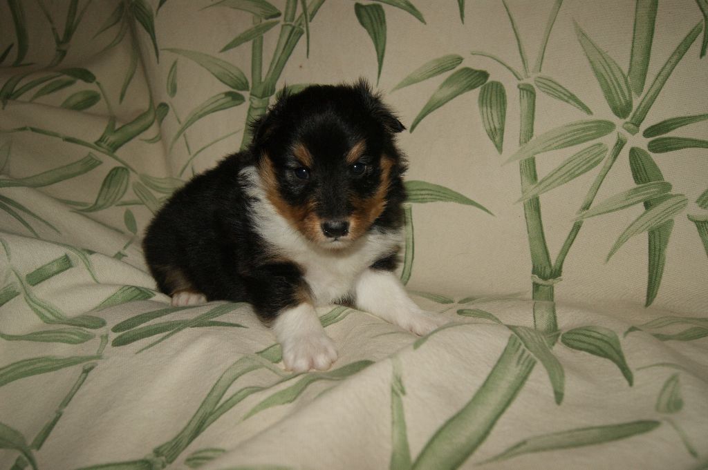 Des Plaines de Gaïa - Shetland Sheepdog - Portée née le 22/12/2017