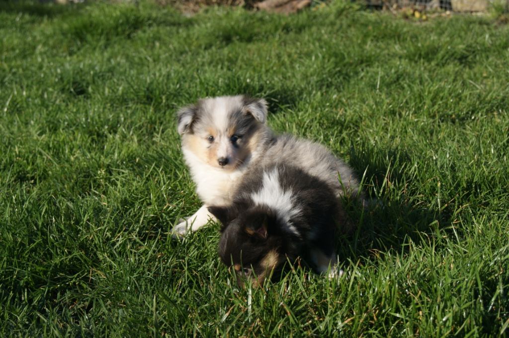 Des Plaines de Gaïa - Shetland Sheepdog - Portée née le 24/12/2019