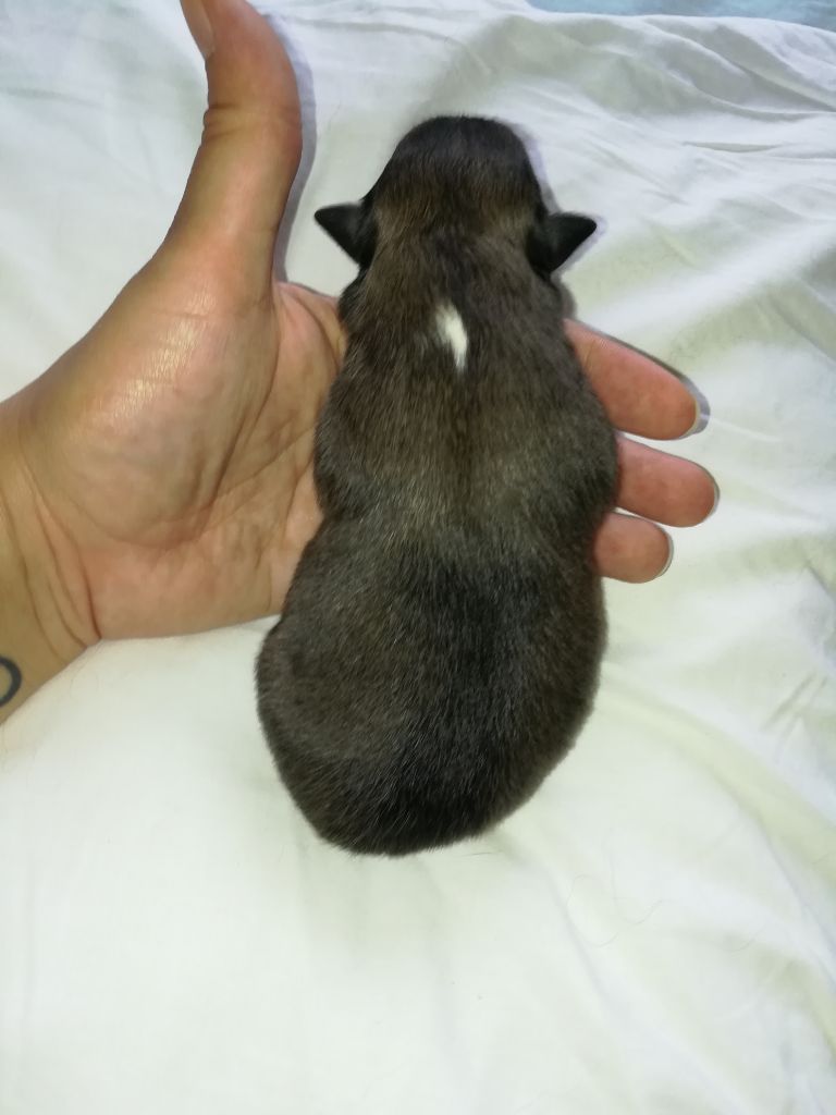 Des Plaines de Gaïa - Shetland Sheepdog - Portée née le 15/04/2019