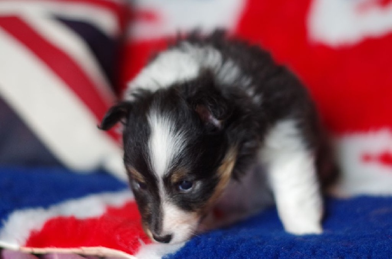 Des Plaines de Gaïa - Shetland Sheepdog - Portée née le 11/01/2016