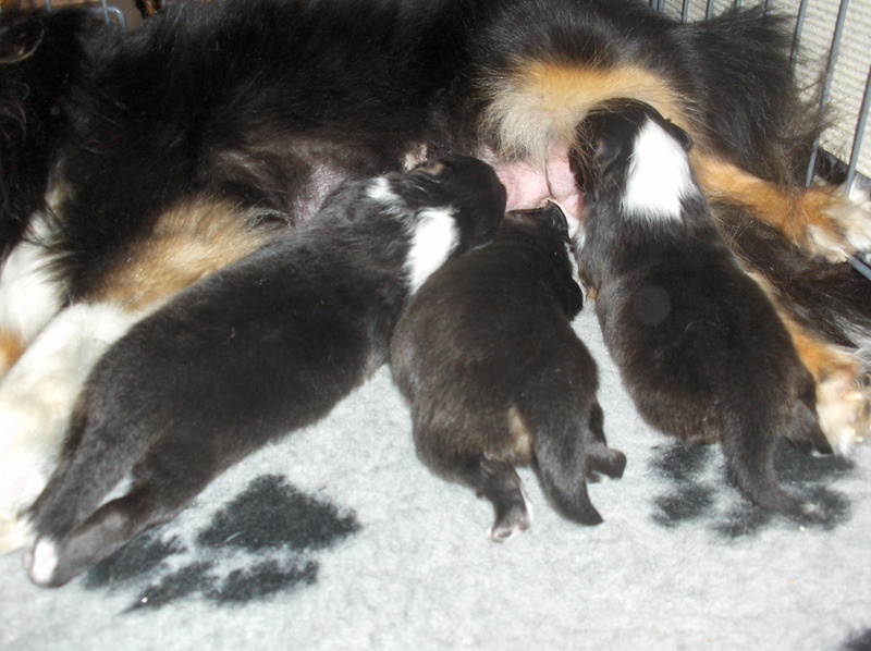 Des Plaines de Gaïa - Shetland Sheepdog - Portée née le 05/10/2010