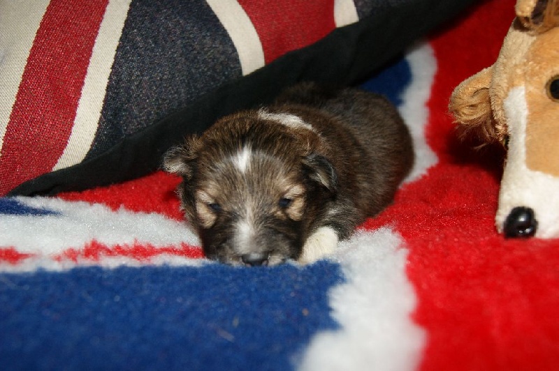 Des Plaines de Gaïa - Shetland Sheepdog - Portée née le 06/05/2016