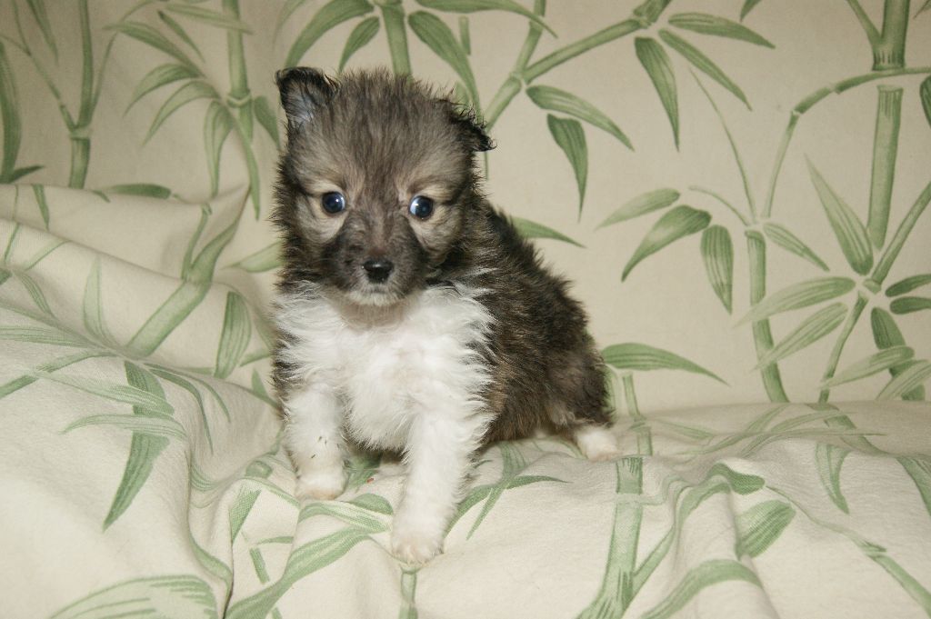 Des Plaines de Gaïa - Shetland Sheepdog - Portée née le 05/12/2017